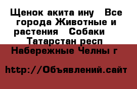 Щенок акита ину - Все города Животные и растения » Собаки   . Татарстан респ.,Набережные Челны г.